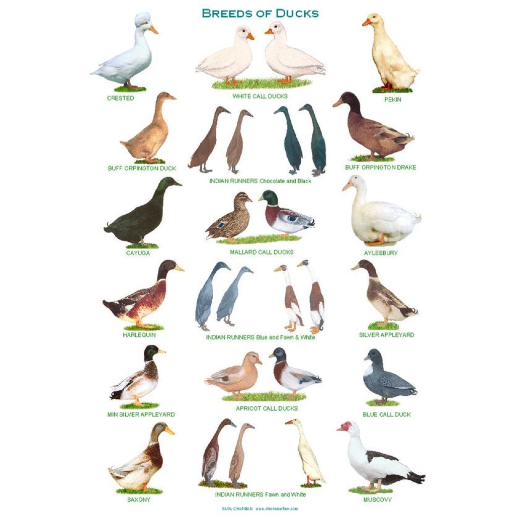 POSTER ROWLAND WARD - DUCKS OF AFRICA (SET)